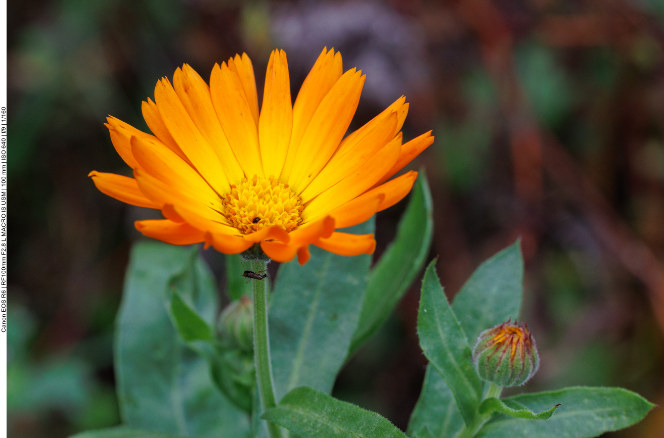 Acker-Ringelblume [Calendula arvensis]