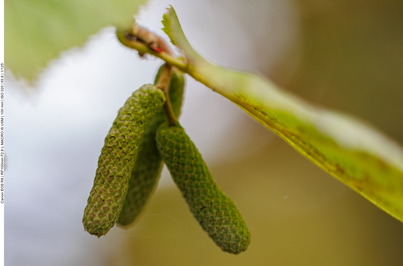 Hasel [Corylus avellana]