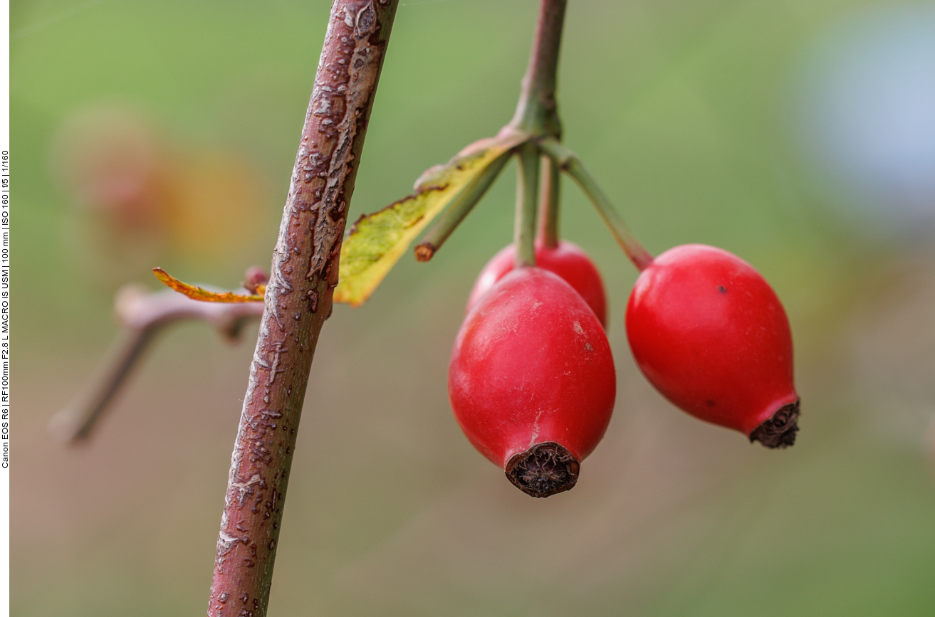 Hunds-Rose [Rosa canina]