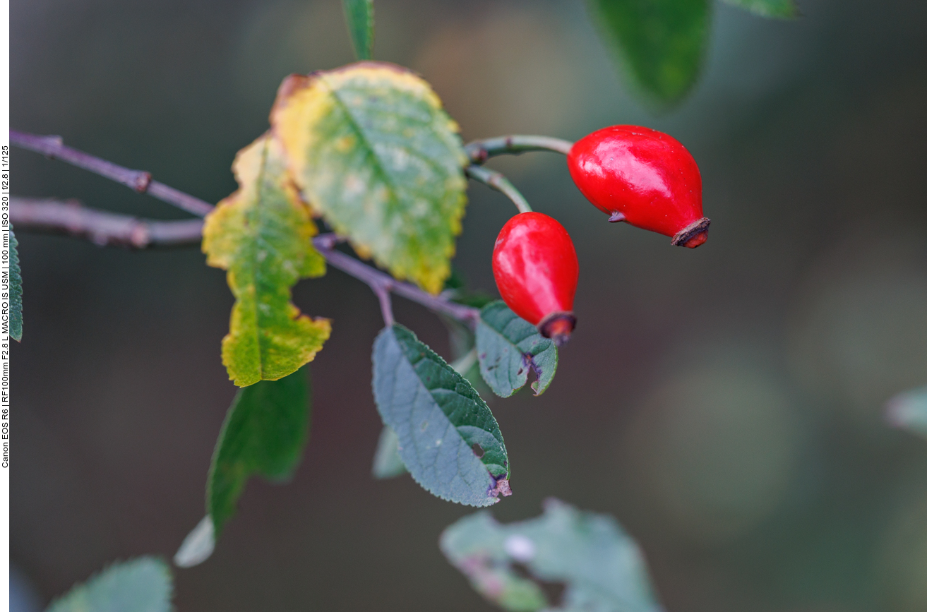 Hunds-Rose [Rosa canina]