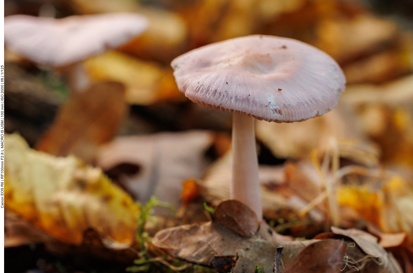 Ein kleiner Pilz drückt sich durch das Laub ...