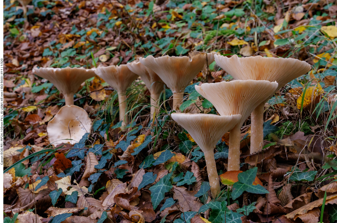 ... viele große Pilze tun es ihm nach