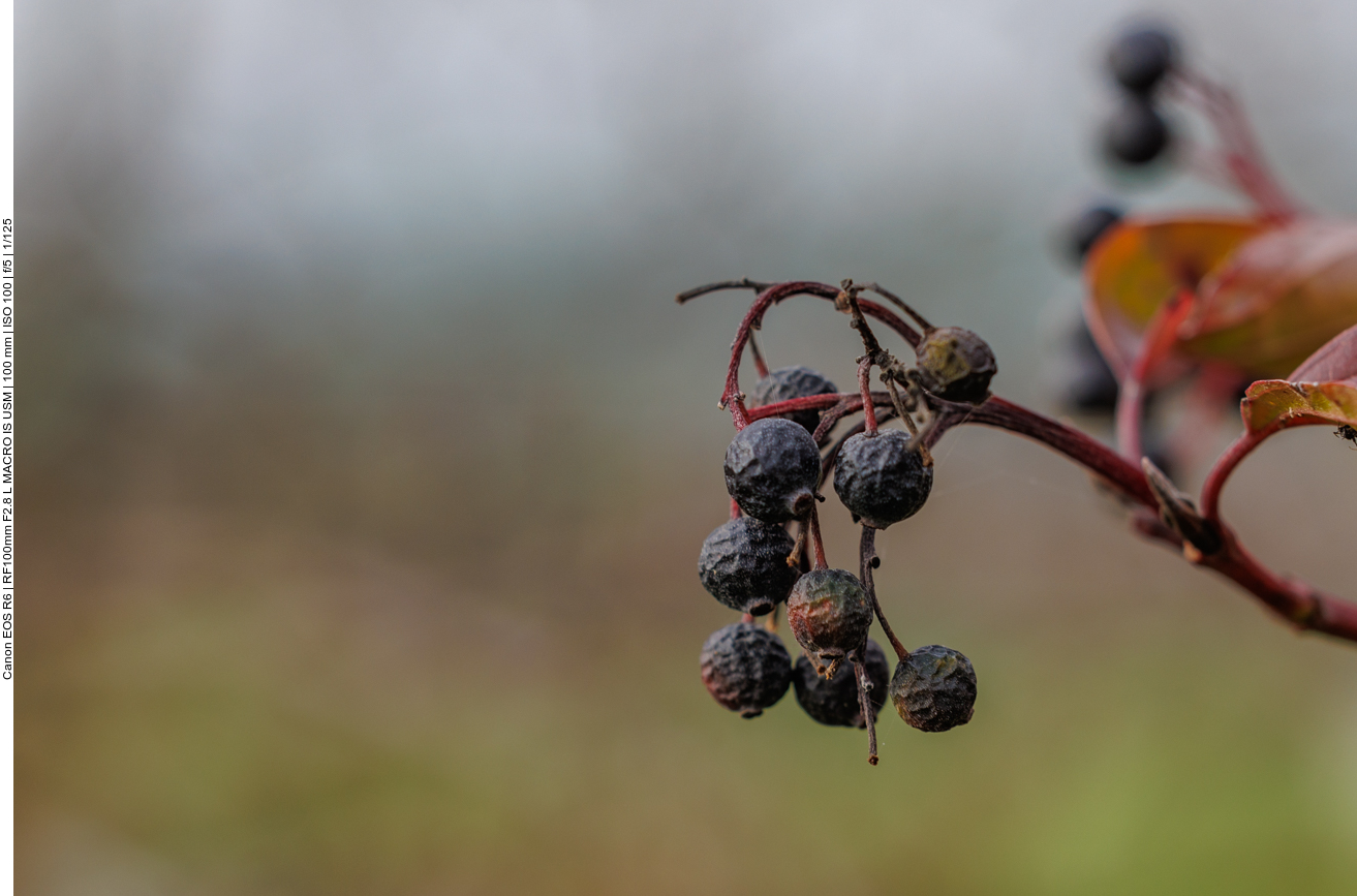 Gewöhnliche Traubenkirsche [Prunus padus]
