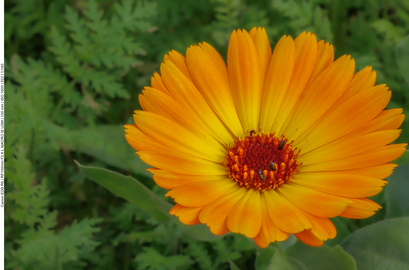 Acker-Ringelblume [Calendula arvensis]