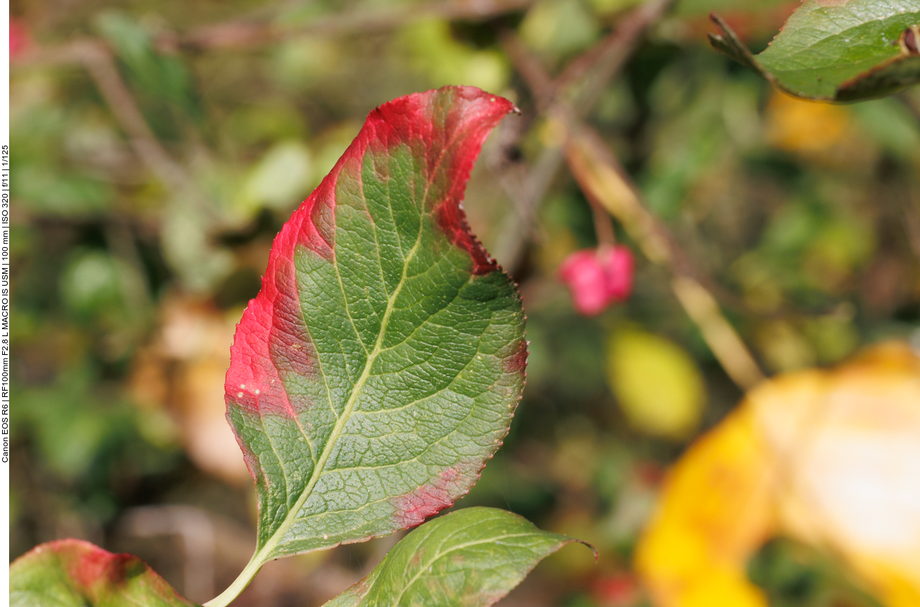 Wandlung von grün zu rot