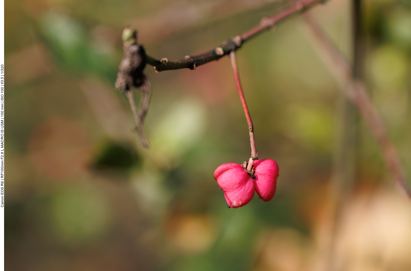 Gewöhnlicher Spindelstrauch [Euonymus europaeus], im Volksmund Pfaffenhütchen genannt