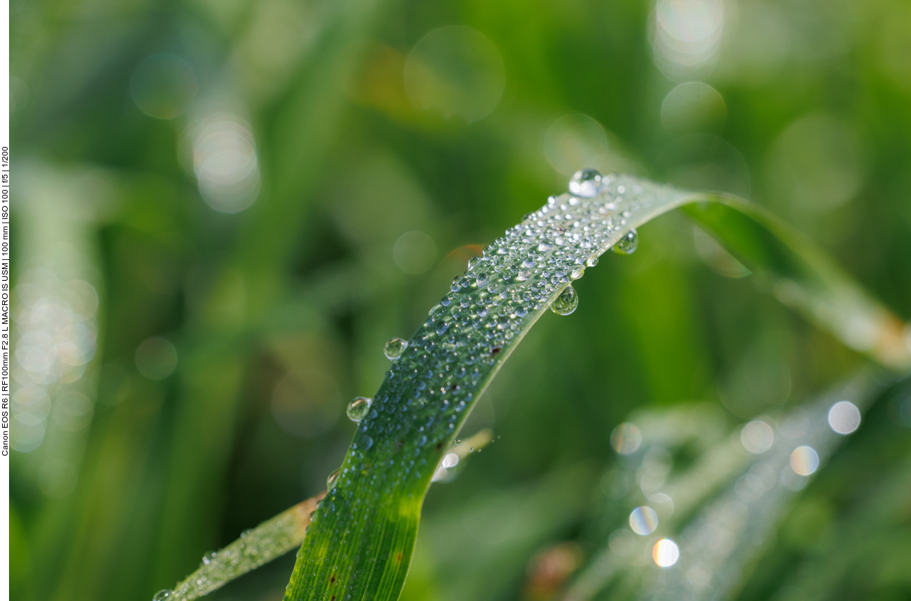 Tautropfen auf Grashalm
