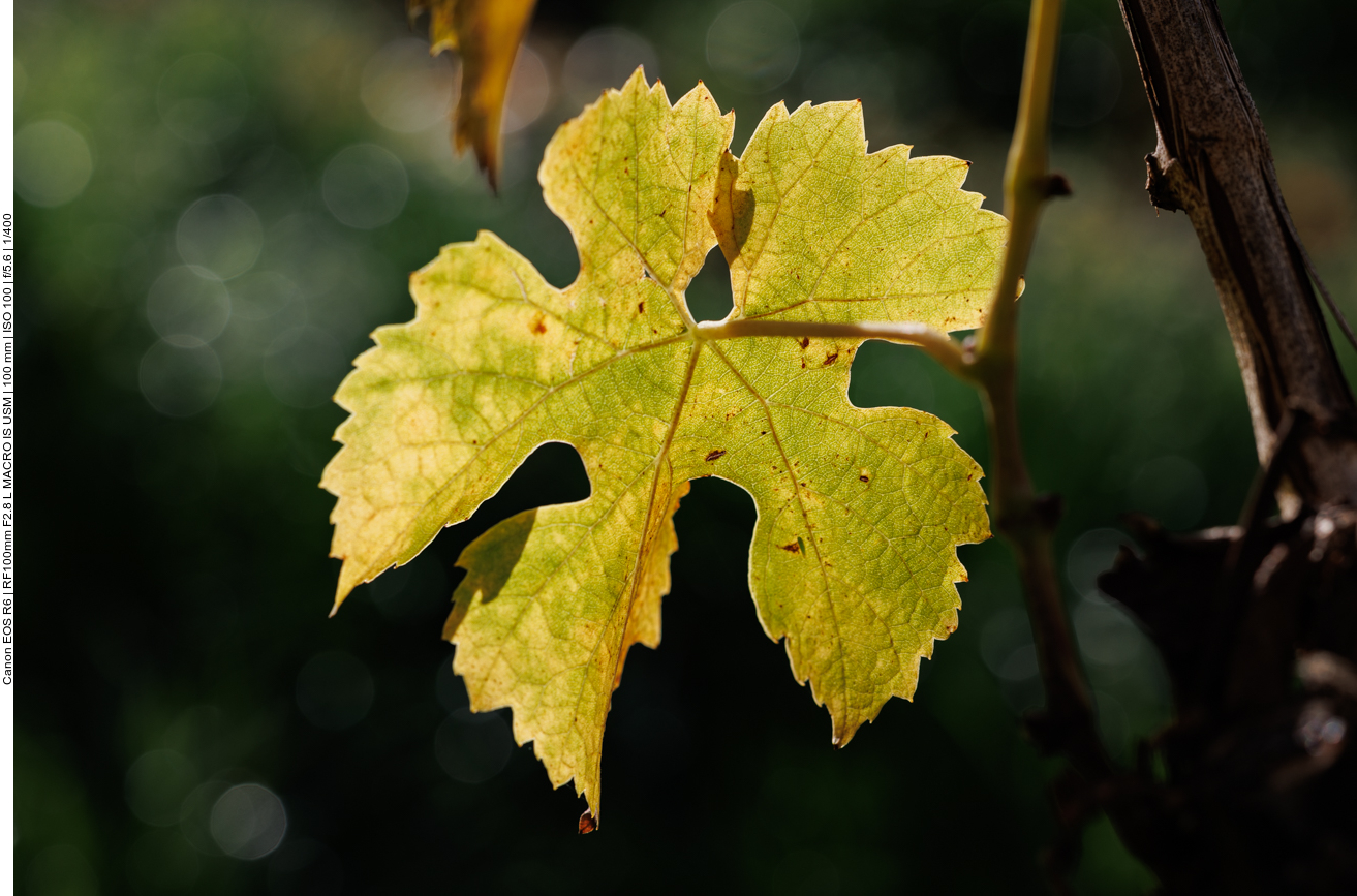 Weinblatt im Gegenlicht