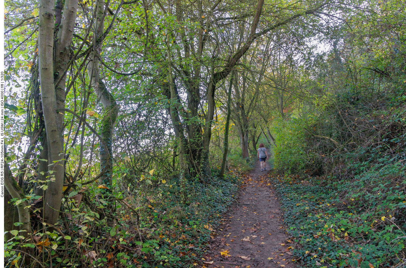 Auf dem feuchten Waldweg