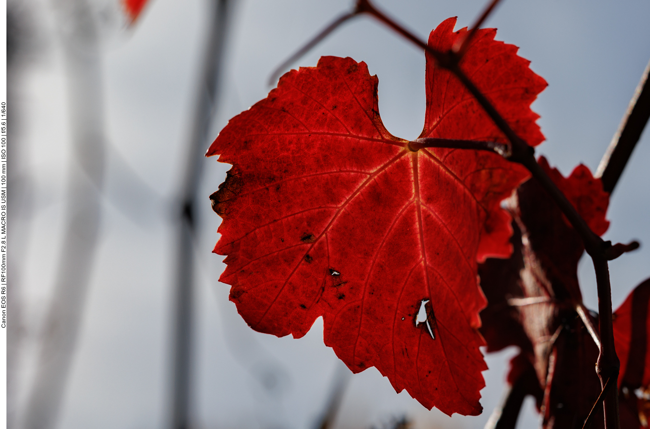 Leuchtendes Weinblatt