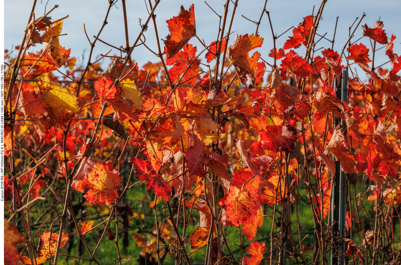 Leuchtende Weinblätter