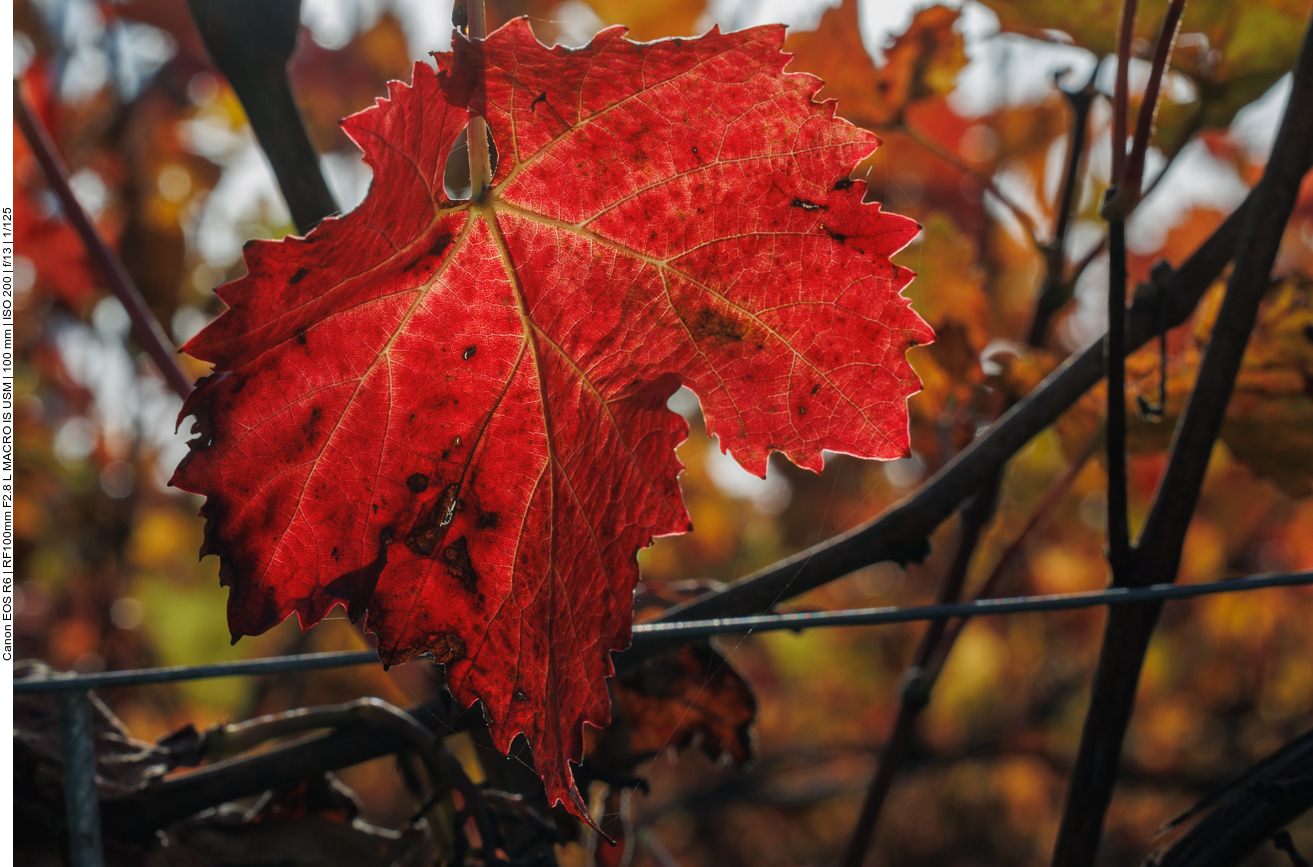 Leuchtendes Weinblatt