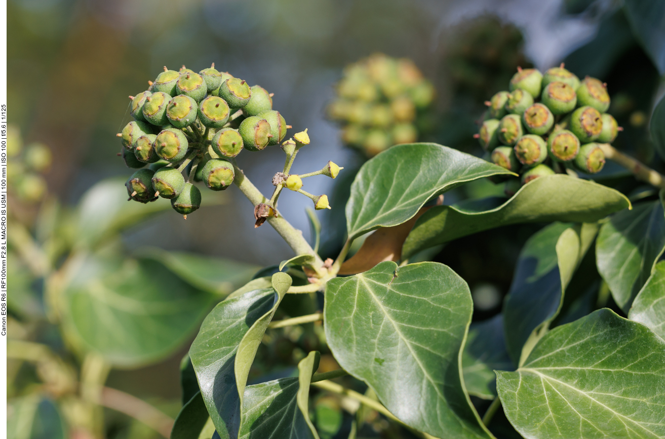 Die Früchte des Efeus