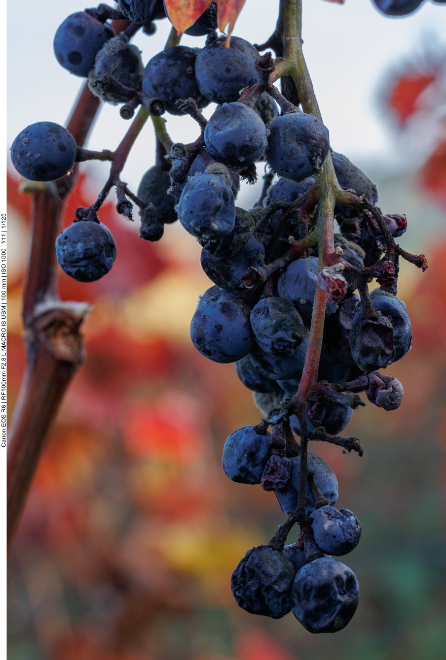 Bei der Lese vergessen