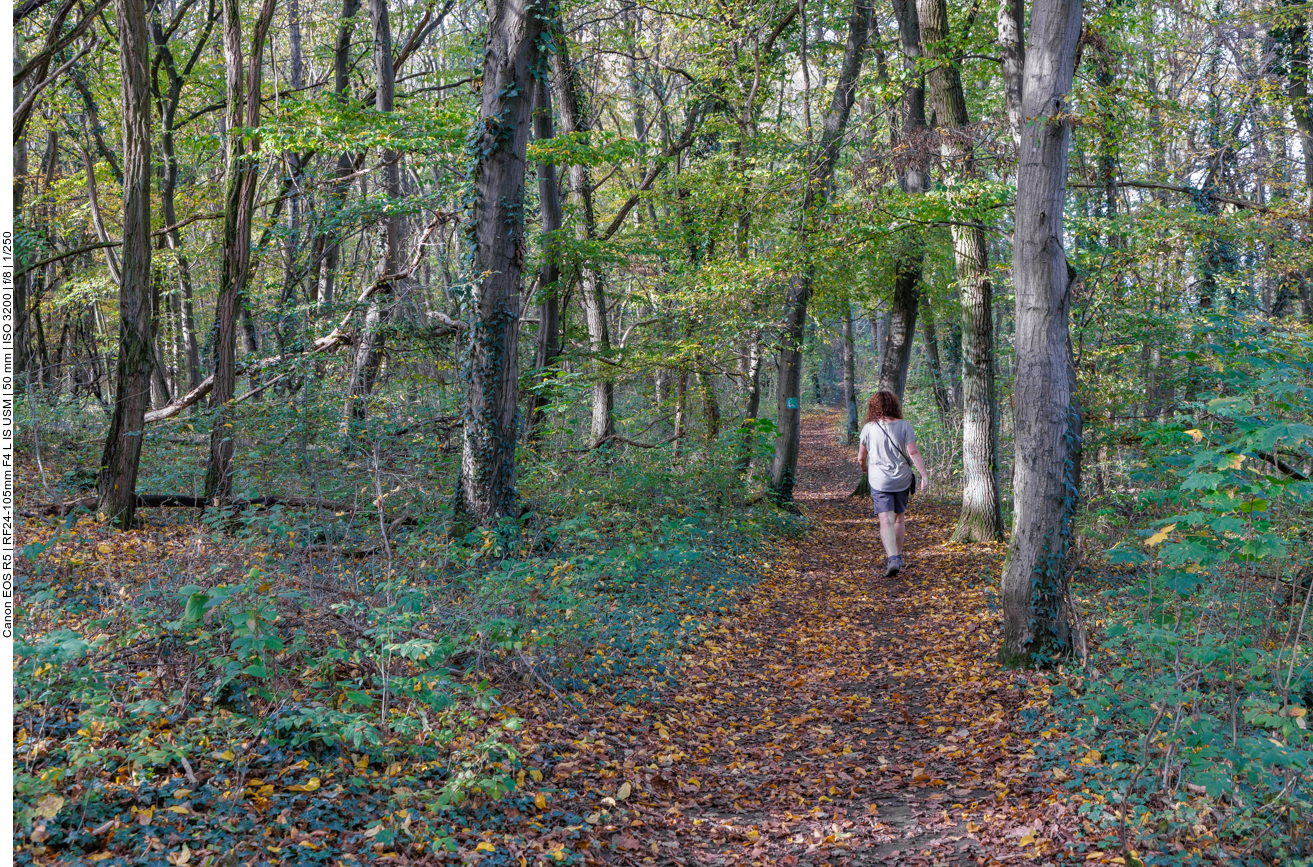 Durch den Wald erreichen wir ...