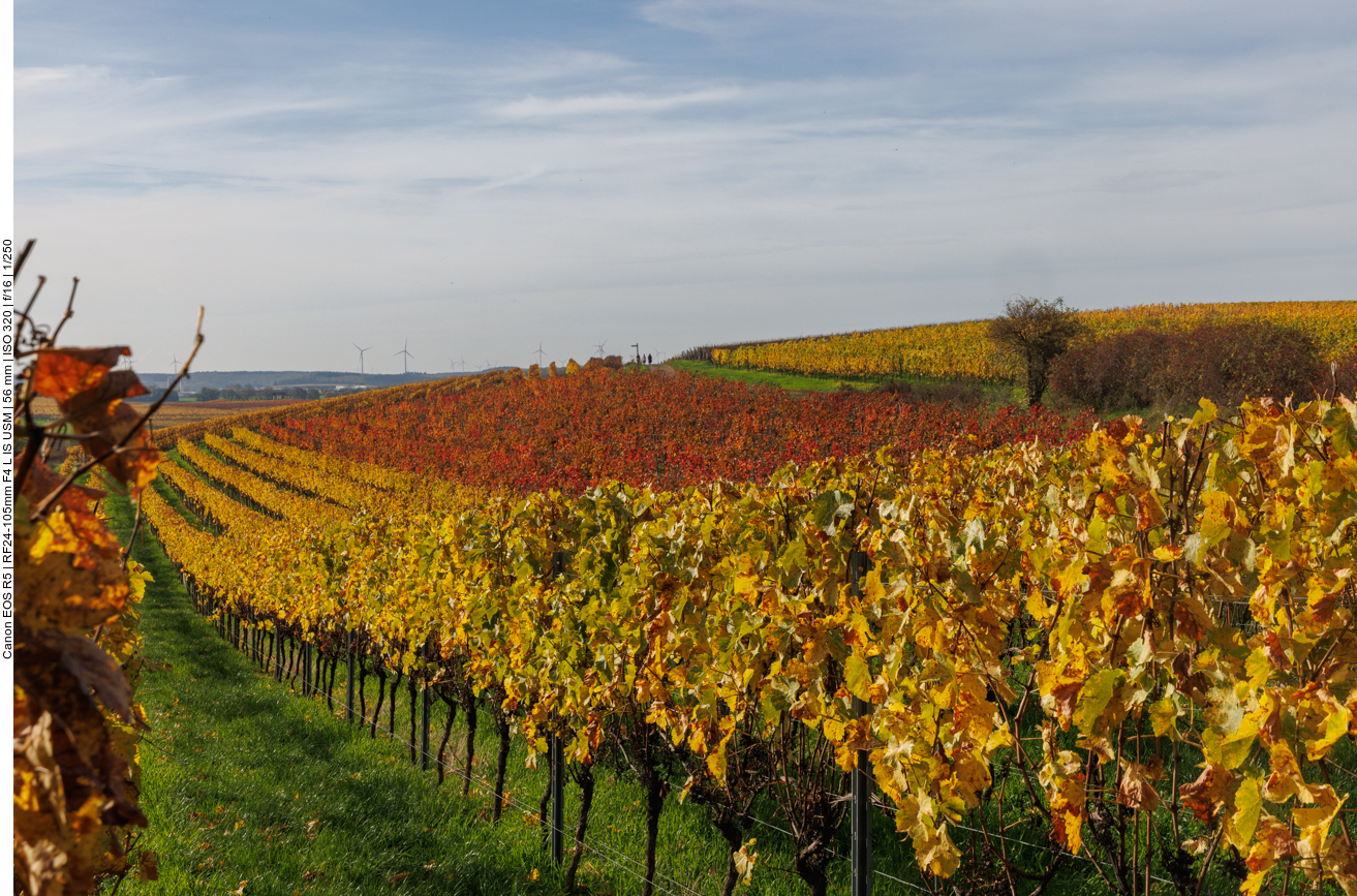 ... wieder die nächsten Rebstöcke