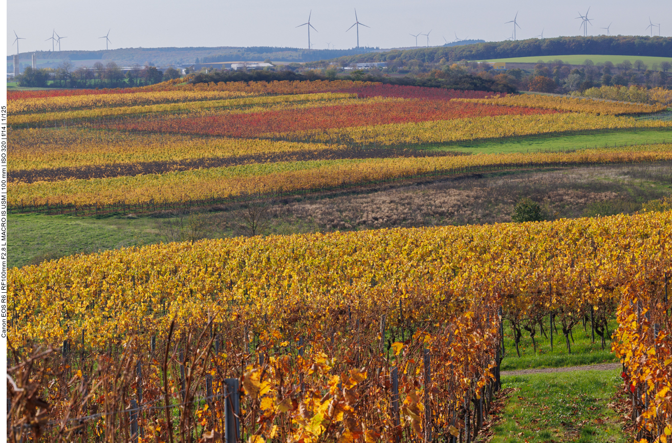 Herbstliche Rebstöcke