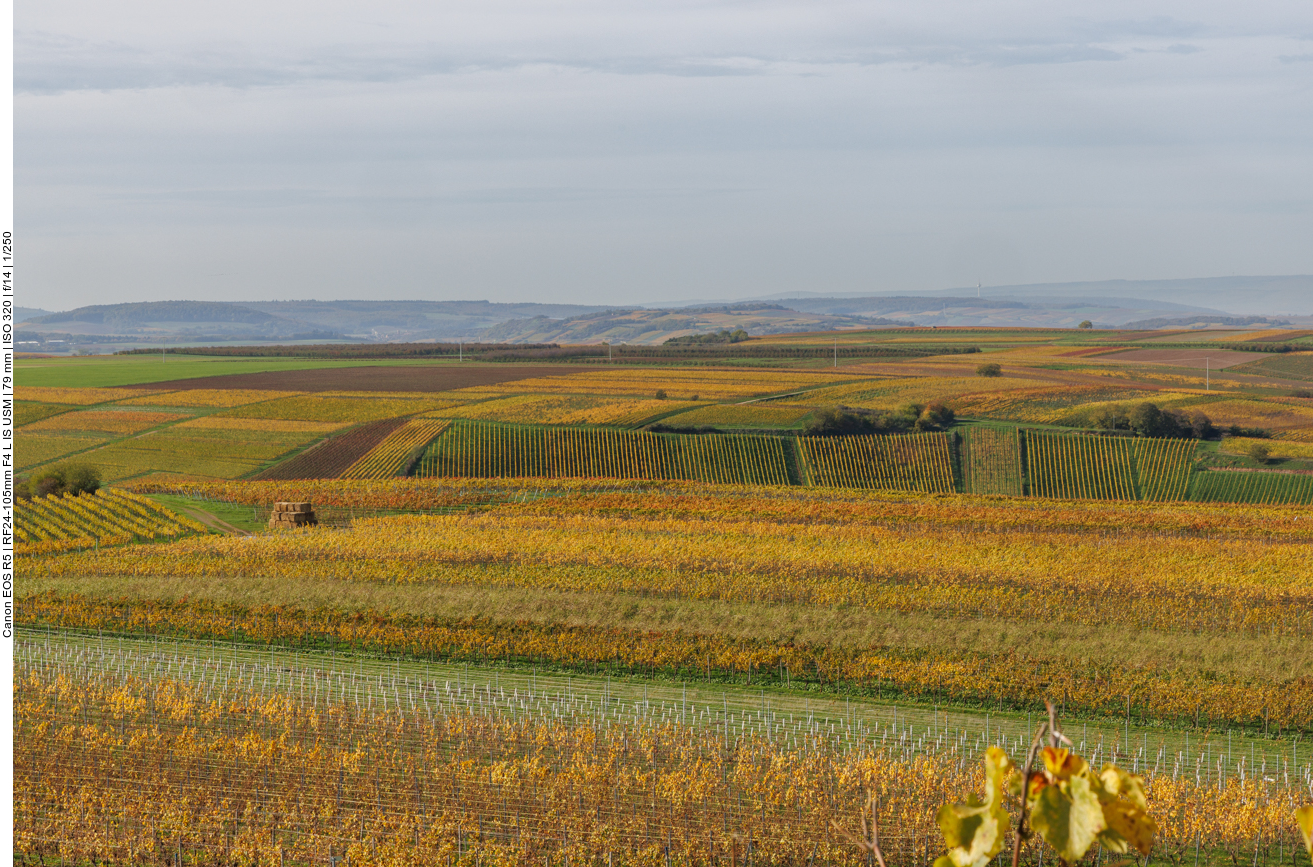 Blick über die Weinberge