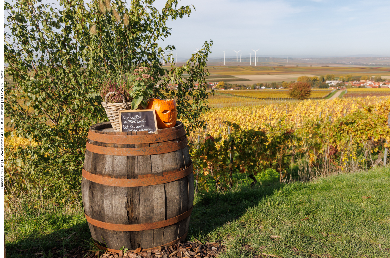 Weinpicknick zwischen den Reben