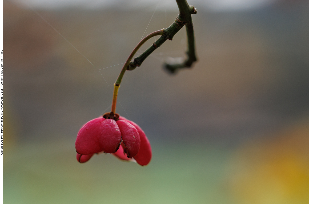 Gewöhnlicher Spindelstrauch [Euonymus europaeus] ...