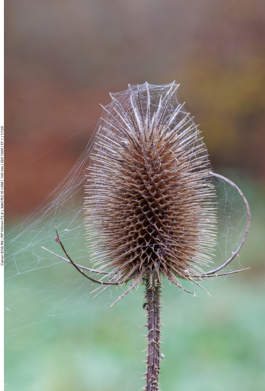 Wilde Karde [Dipsacus fullonum]