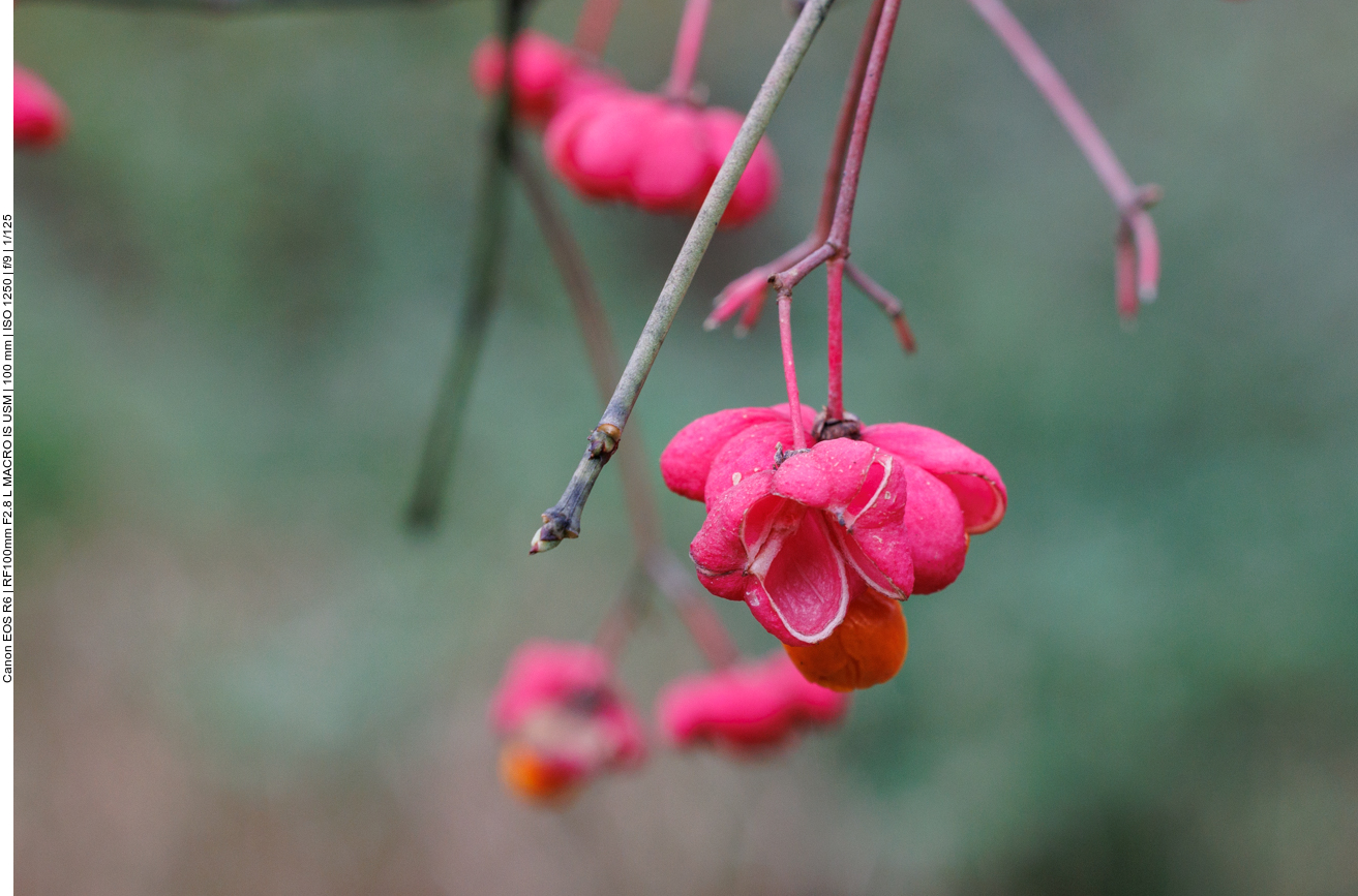 ... im Volksmund Pfaffenhütchen genannt