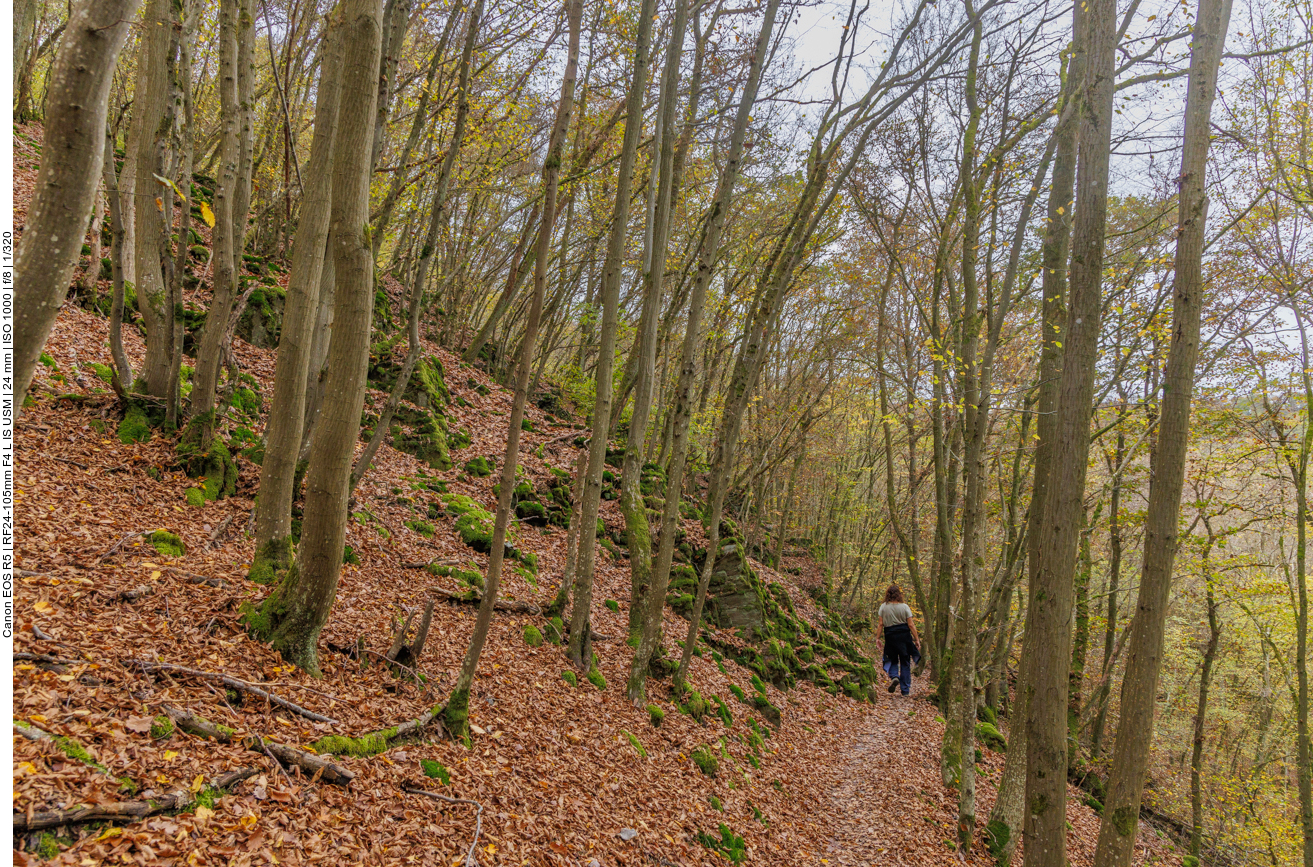 Waldweg kurz vor dem Ziel