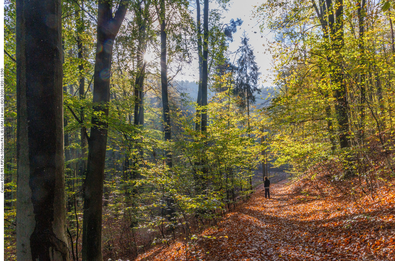 Sonniger Abschnitt im Wald