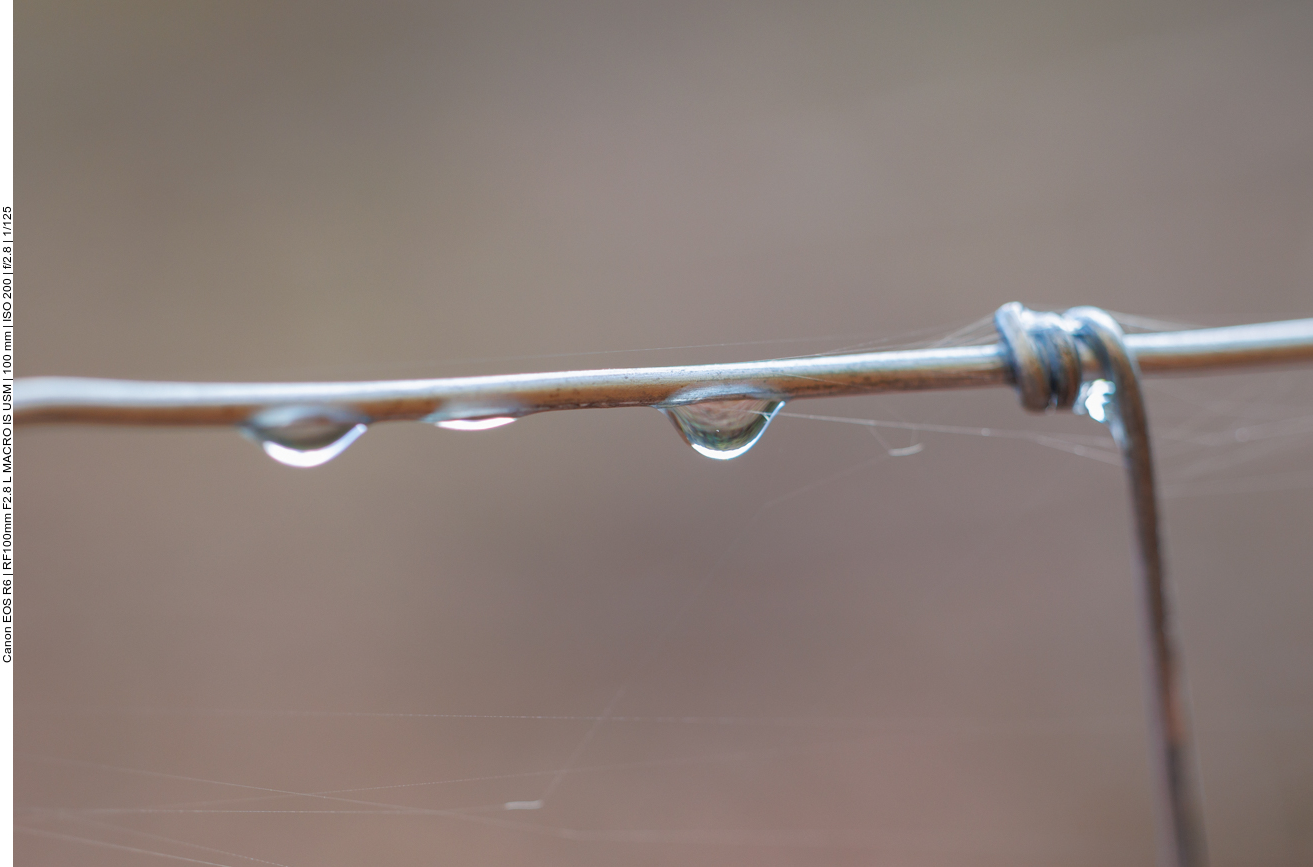 Regentropfen am Zaun