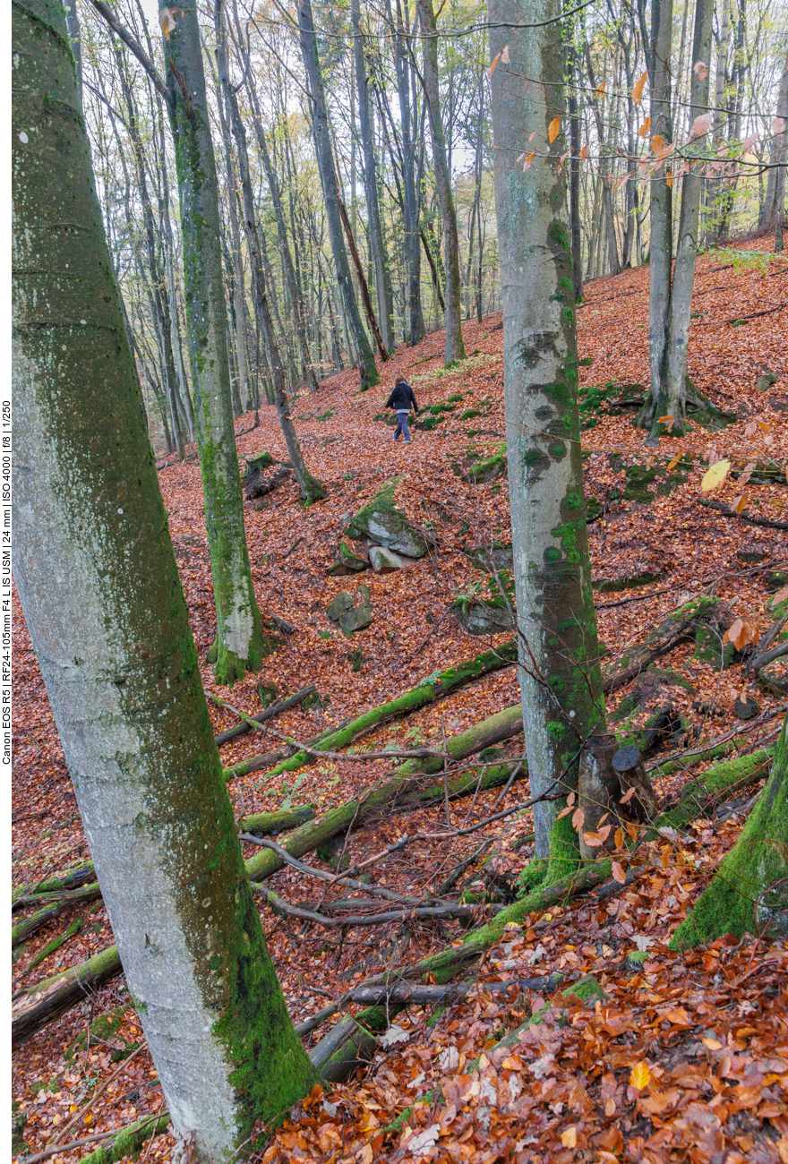 Der Boden ist mit Laub übersät