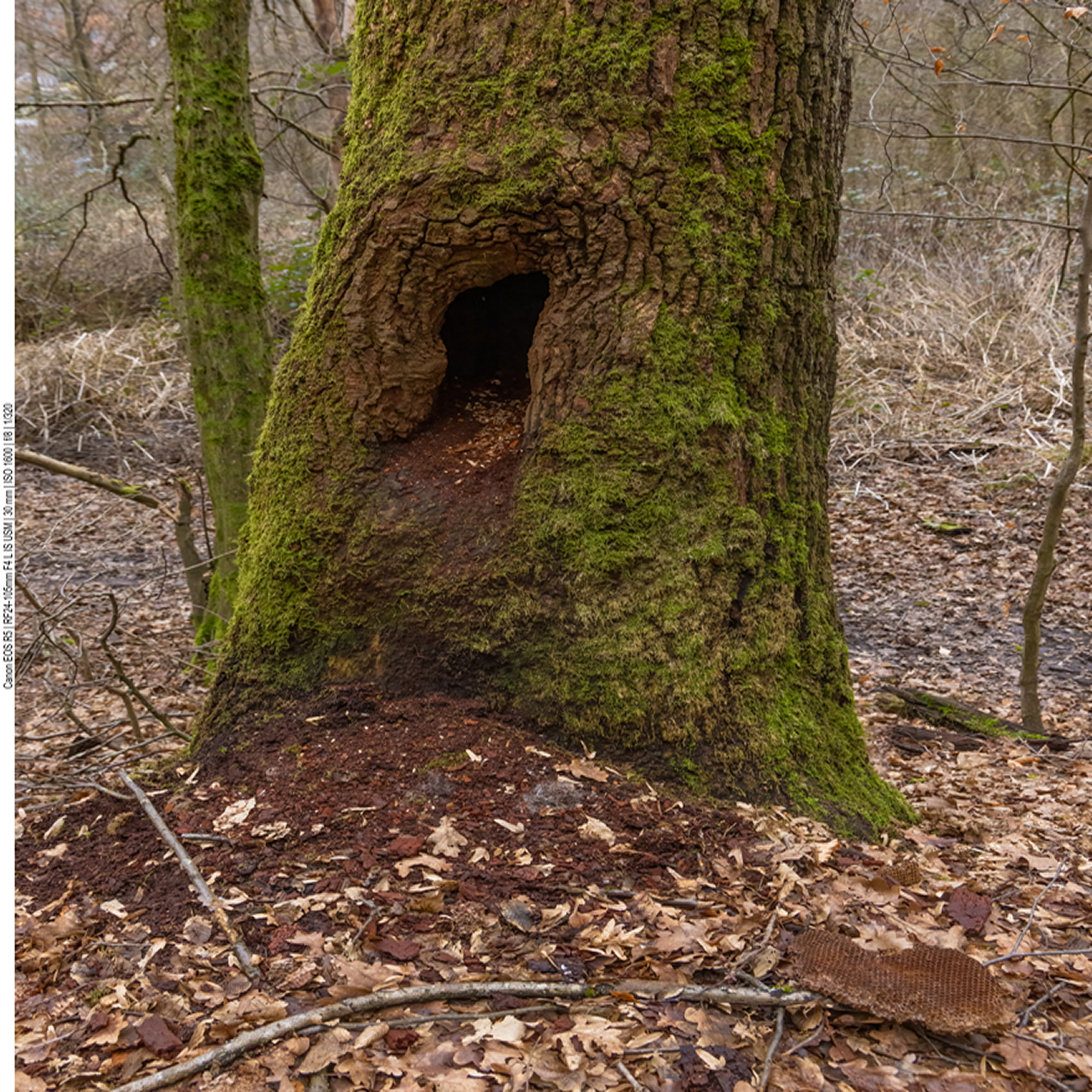 Hier hat wohl ein größeres Tier, vielleicht ein Dachs, den Wildbienenstock geplündert