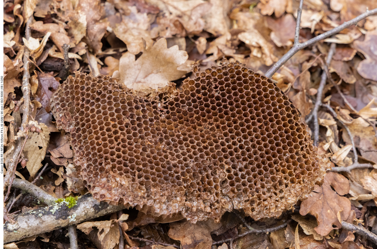 Die Honigwabe