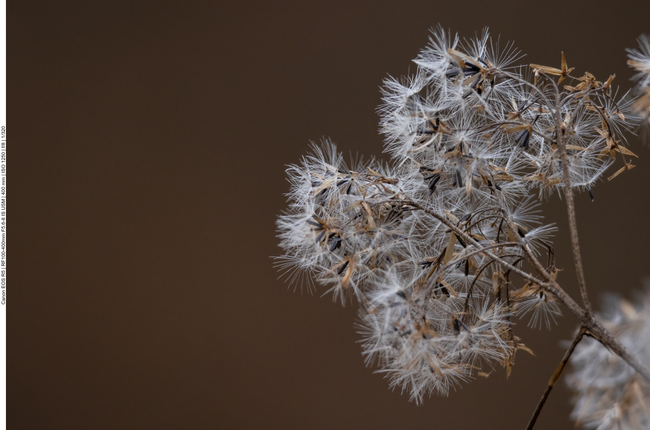 Vermutlich eine Goldrute