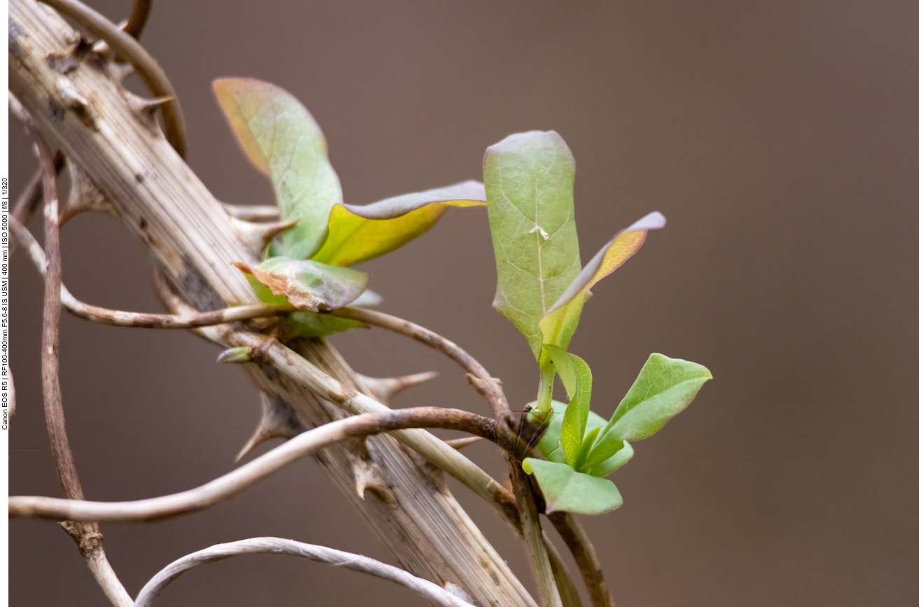 Gemeiner Bocksdorn [Lycium barbarum], auch Teufelszwirn genannt