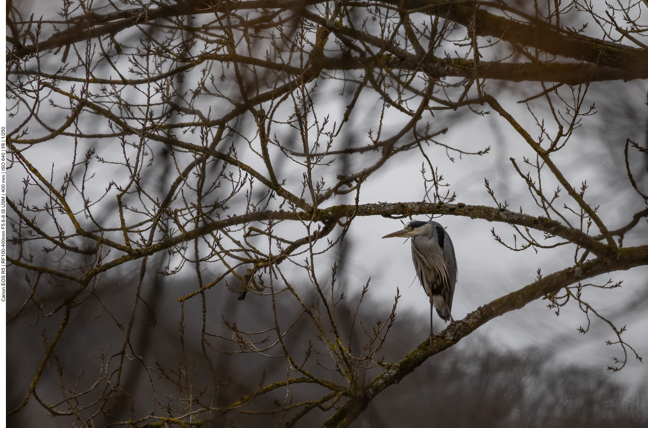 Graureiher, stark vergrößert
