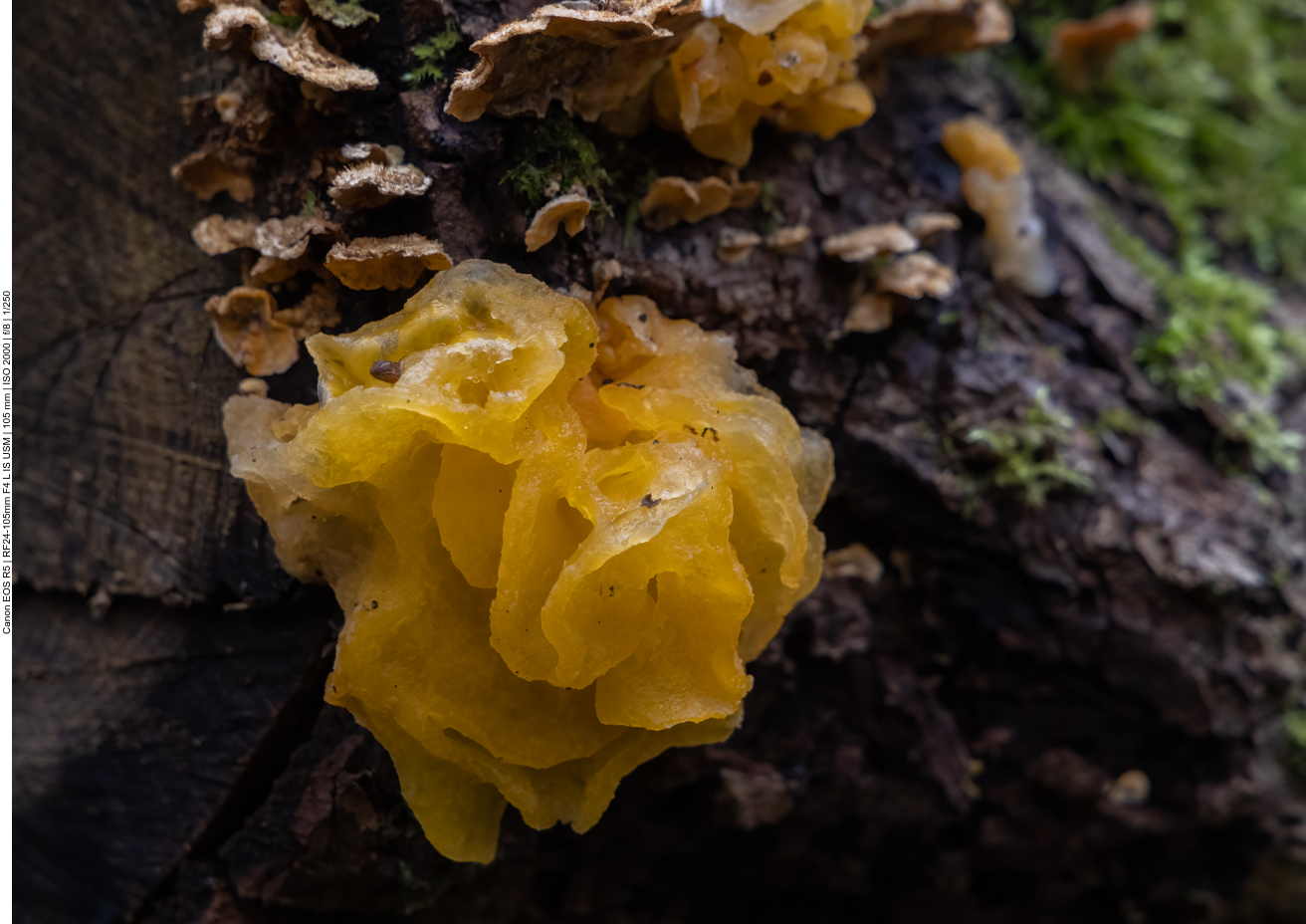 Goldgelber Zitterling [Tremella mesenterica]
