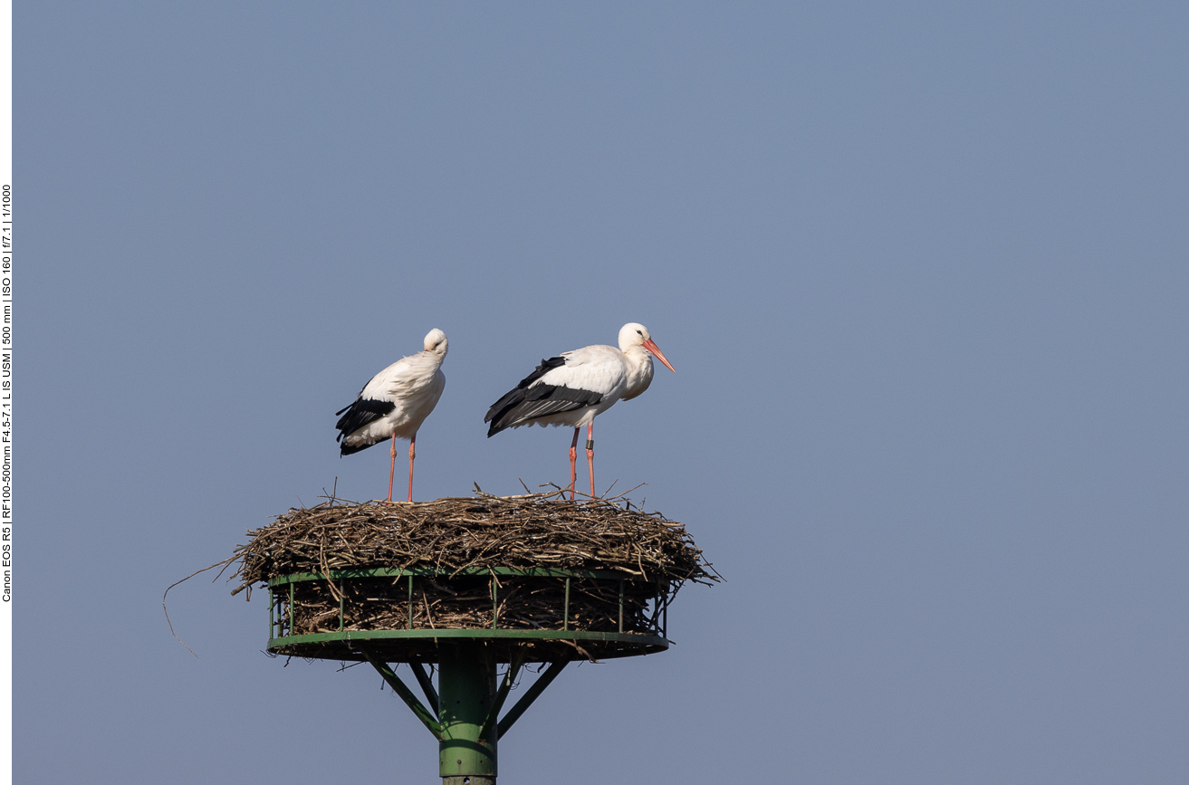 Storchenpaar ...