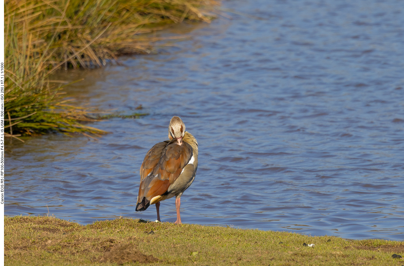 Nilgans