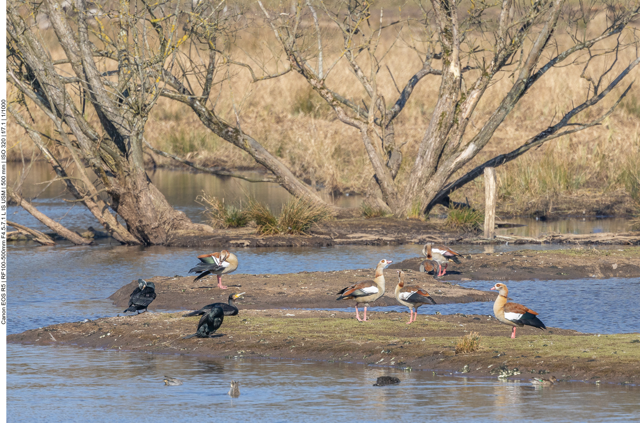 Kormorane und Nilgänse
