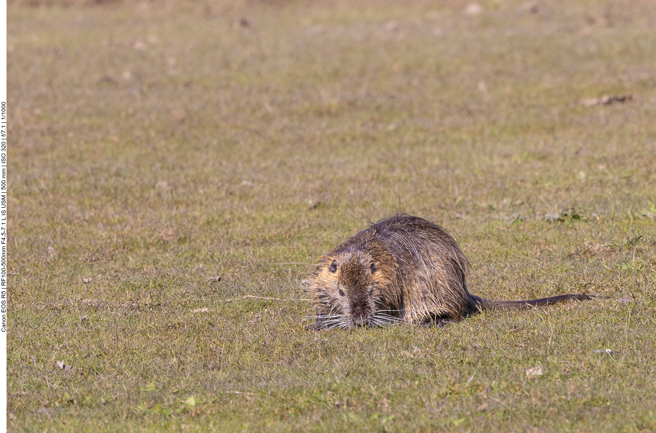 Nutria