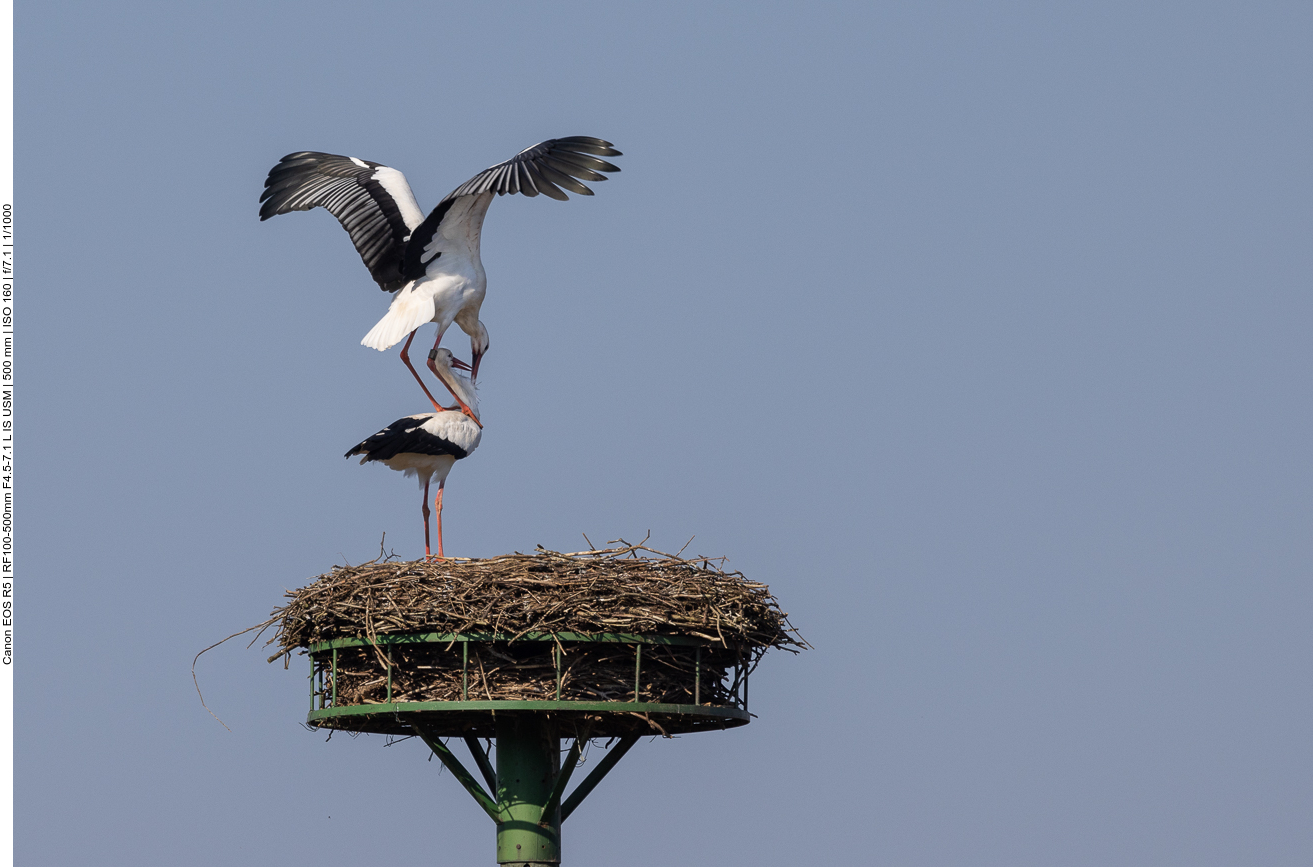 ... verleiten zur Paarung
