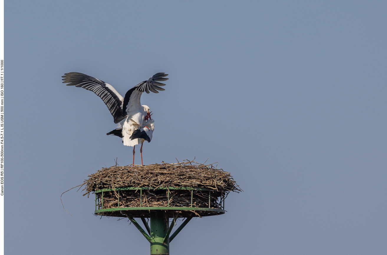 Hoffen wir auf gesunden Nachwuchs