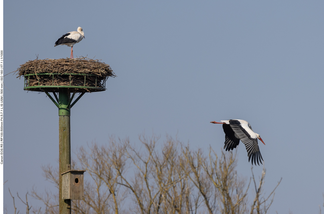 Gleich mal auf Futtersuche gehen - äh fliegen