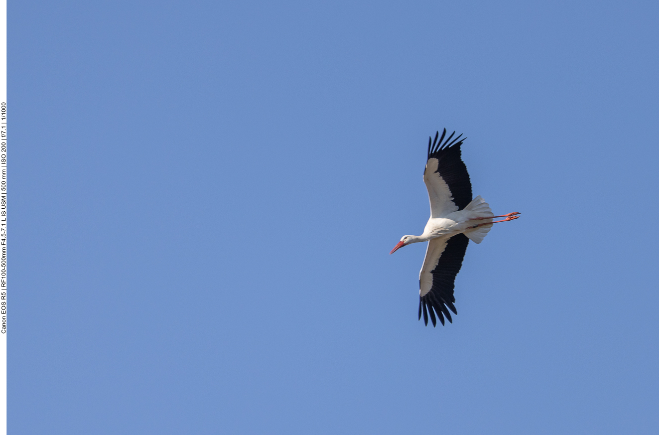 ... mit Insekten, Amphibien und Kleinsäugern