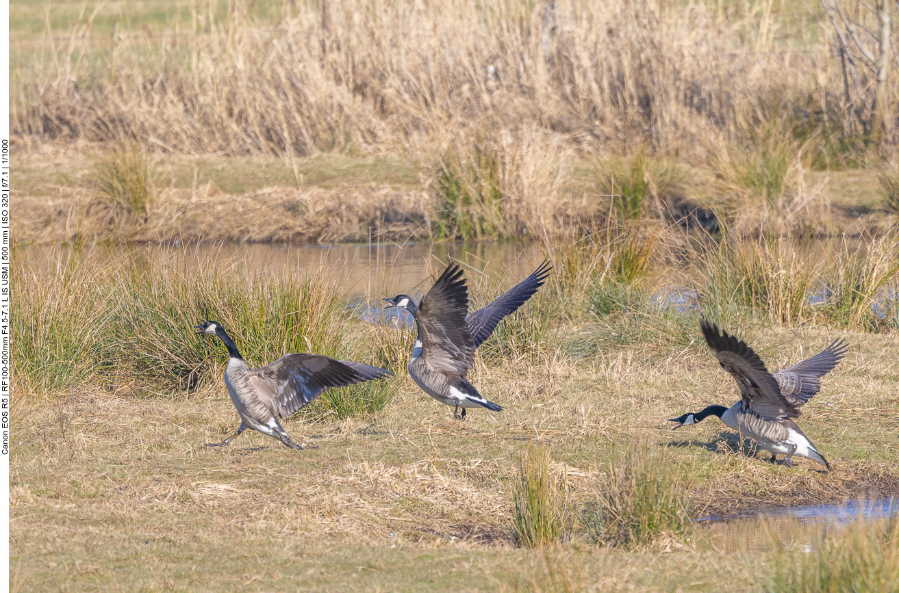 Was ist denn da für ein Geschrei?
