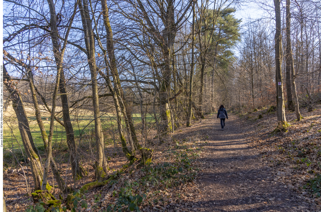 Lichter Waldweg