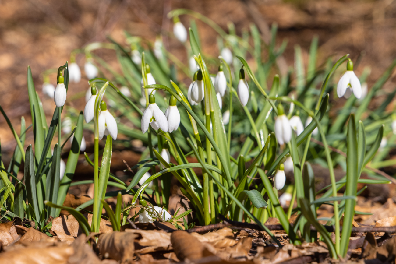 Schneeglöckchen
