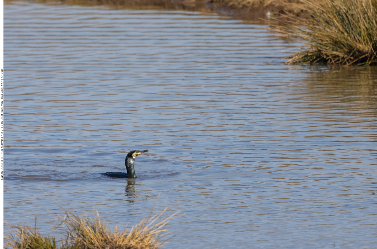 Kormoran