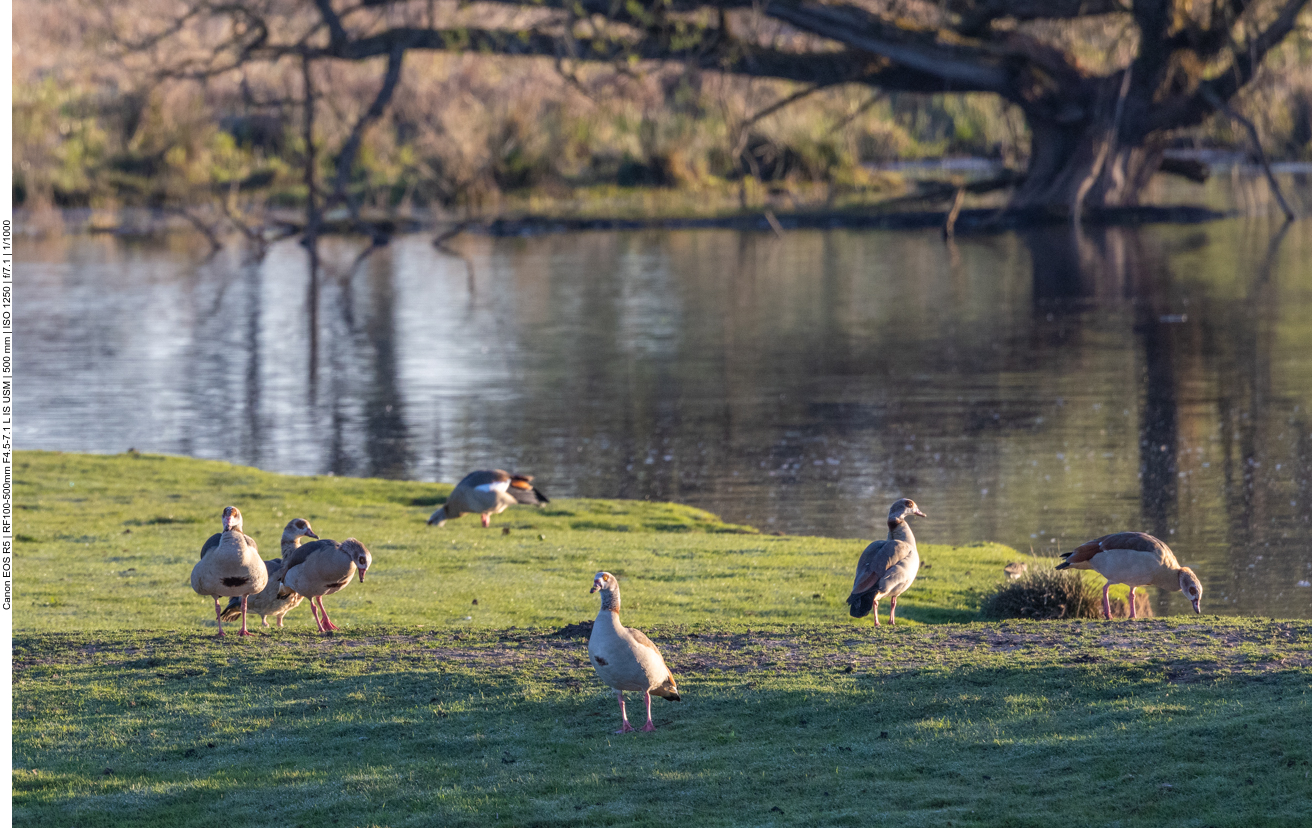 Nilgänse am Morgen