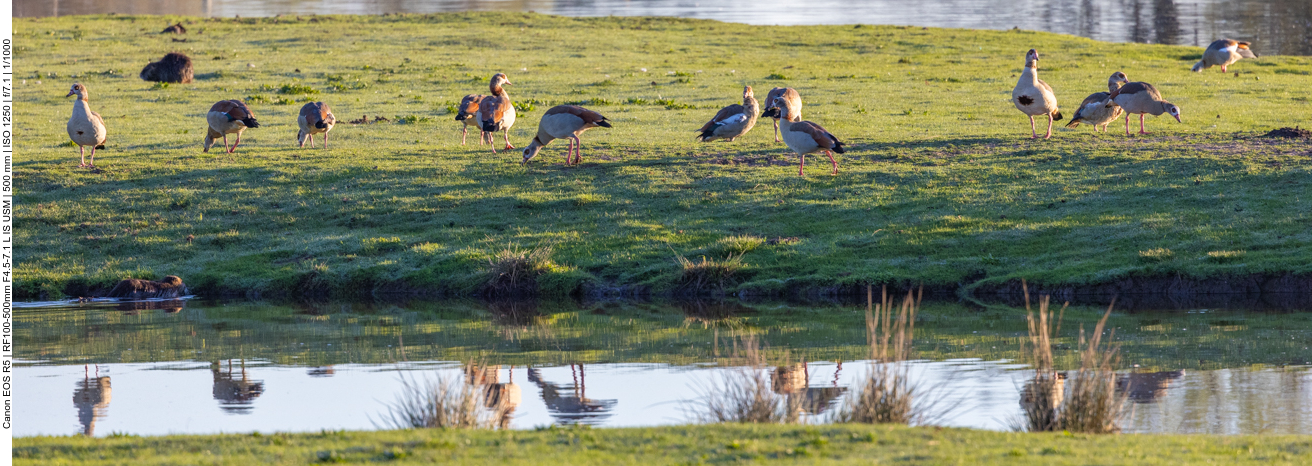 Nilgänse am Morgen